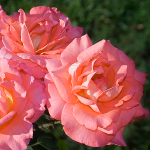 Roz somon cu interiorul petalelor galbenă - trandafir teahibrid